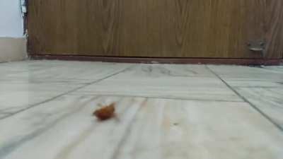 Playing with cockroach.