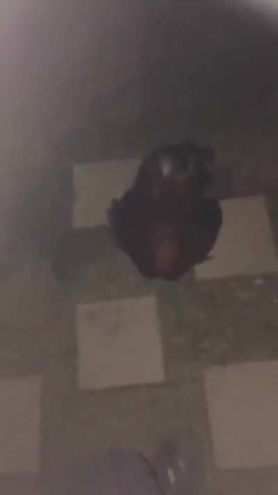 my friend bullying a chicken