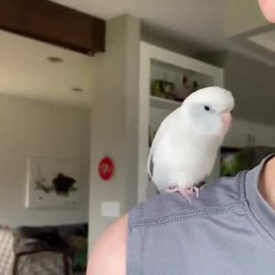 do the wiggle