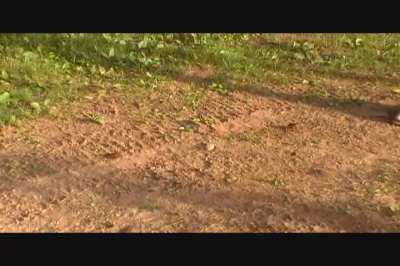 Craw Walkover