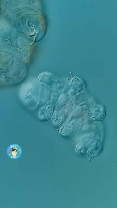 Gia the Water Bear