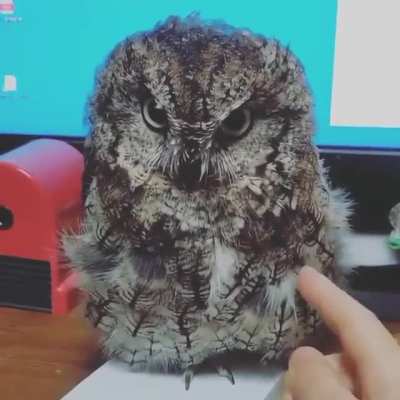 Сова