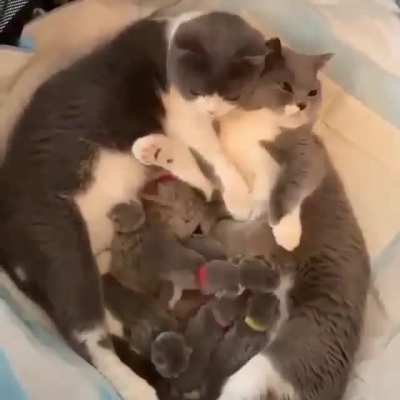 Parent love