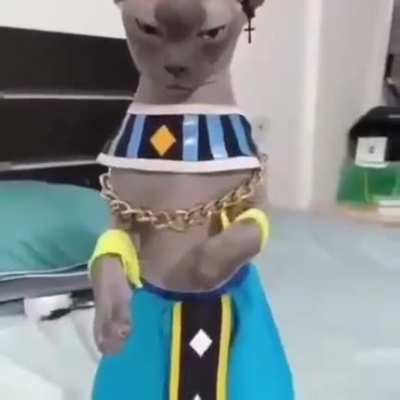 um ser Humano ousou Desrespeitar o Senhor Bills
