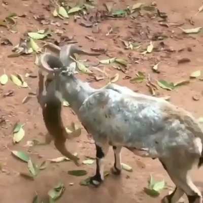 Monke catches a ride on a goat