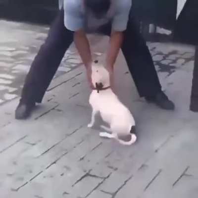 Good Puppy