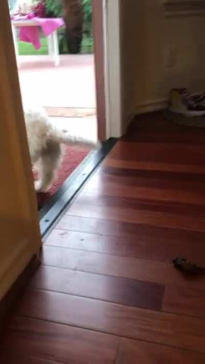 To Poo Outside