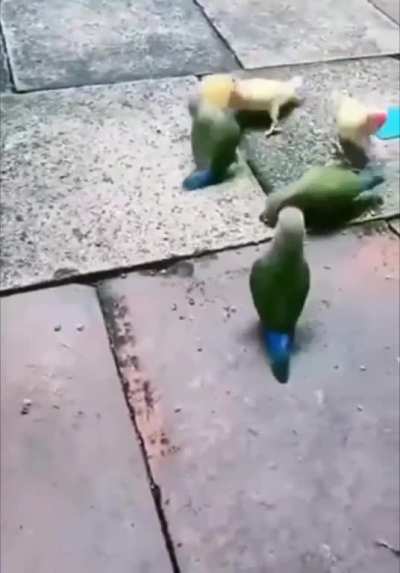 Pica (la bola)