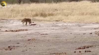 🔥 Sable Antelope shows Lioness he's nobody's lunch.