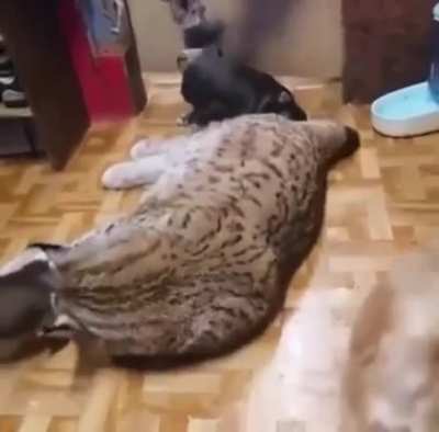 Meeting new friends