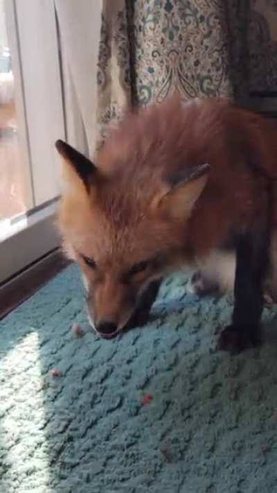 Snaccos