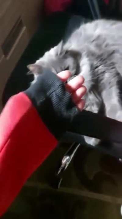 Please do not the cat.