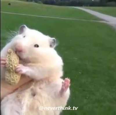 poor mouse