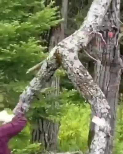 ???????? 48.2