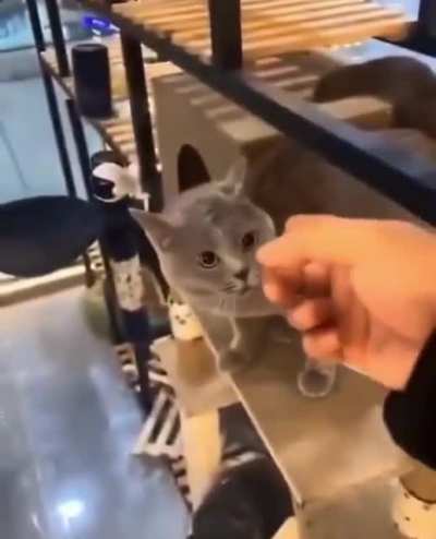 Interrupting a cat casting a curse