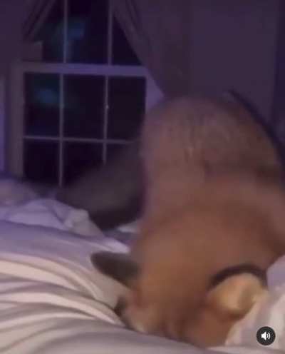 fox_irl