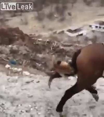 No horses allowed in this cat's neighbourhood...