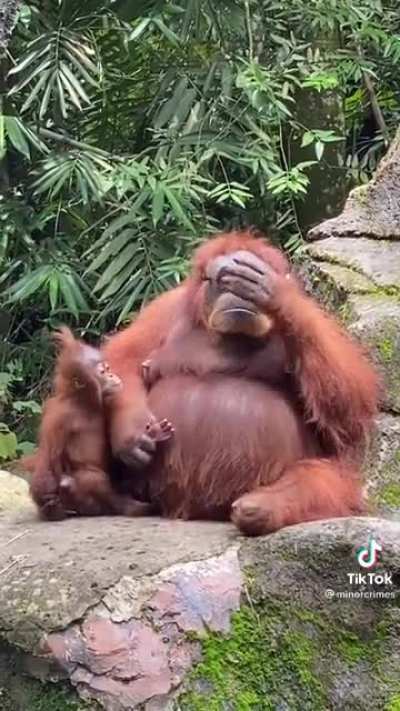 Visitor drops sunglasses in orangutan enclosure