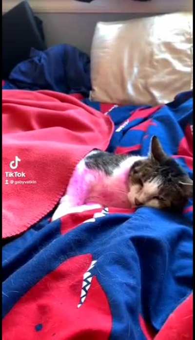 No catnap for you