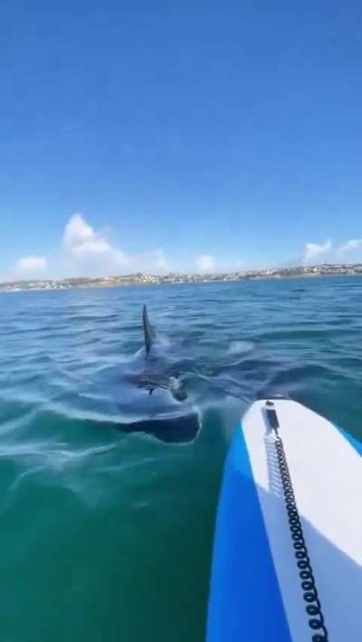 I honestly believe this is one of the biggest mysteries there is, Orcas are the most efficient predators on earth, yet they have never attacked us in the wild. They know something we don’t.