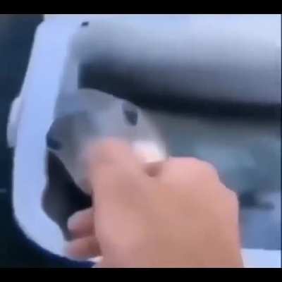 pexe