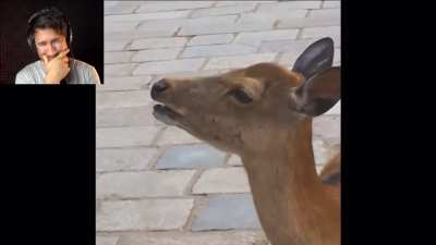 Bambi’s annoyed