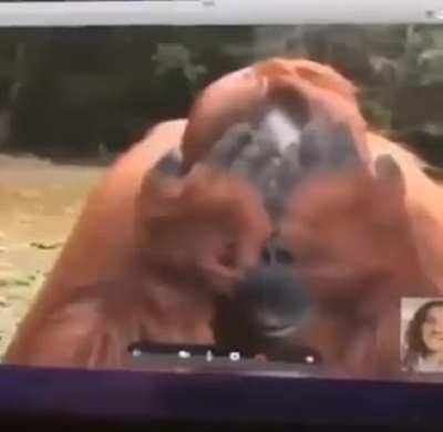 MONKAS