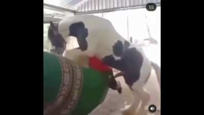 Kid almost raped by horse