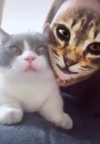 So cats /do/ understand mirrors.