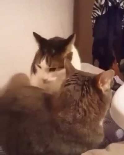 Is it me or do I hear a the cat say “Ow.” the first time?