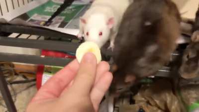 eager rat