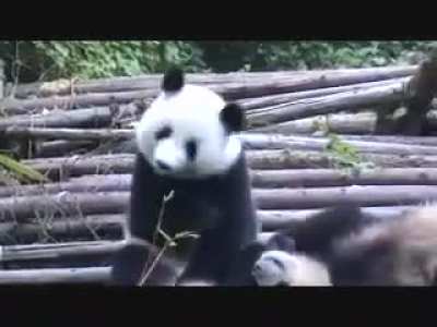 Panda sneezing too much