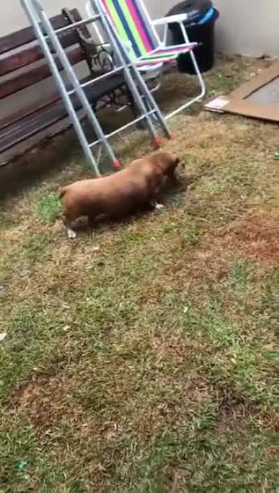A video my mom sent me of my dog (14y who just came back from her last chemo)