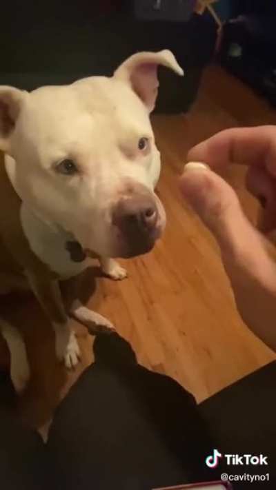 D O G