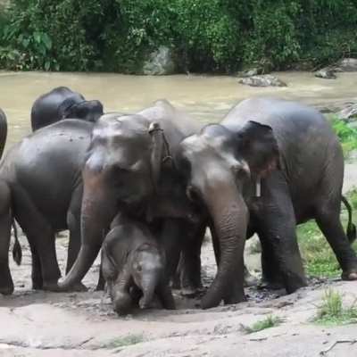 Baby elephant enjoying the rain