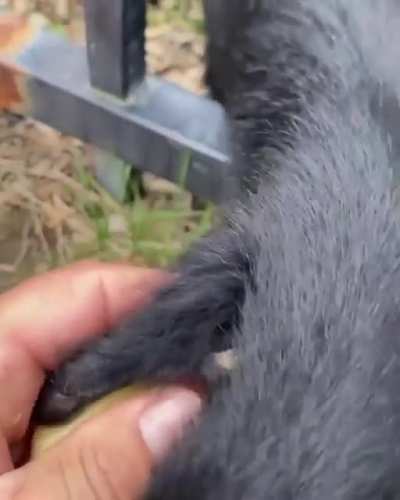 artık evrime inanıyorum çünkü aynı kardeşim gibi yiyor amk