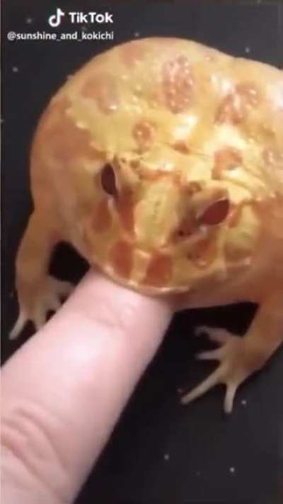 This frog