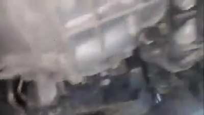 Three kittens saved by Service Centre employees while servicing a car