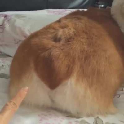 Booty boop