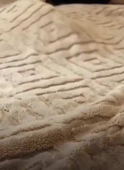 DUNE PART... miaou ?
