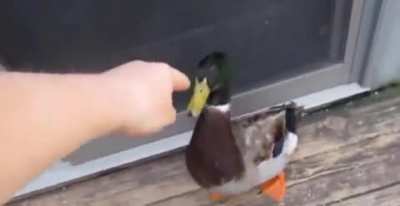 Jerry The Duck Is Mad