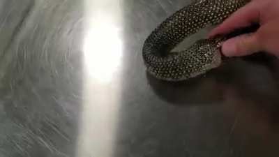 Snake eating itself