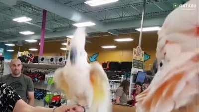 Cockatwo