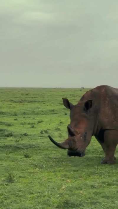 A Rhino with a full horn. It’s really sad that it’s rare to see rhinos with their full horns now.