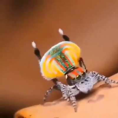 Mating dance of the peacock spider
