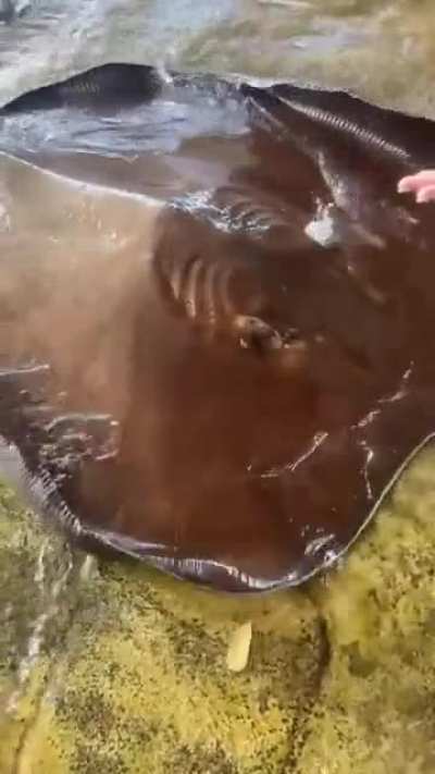 Majestatic ocean flap flap.