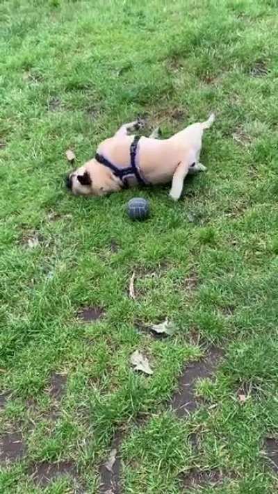 Pug the pug screaming at her toys again 😂