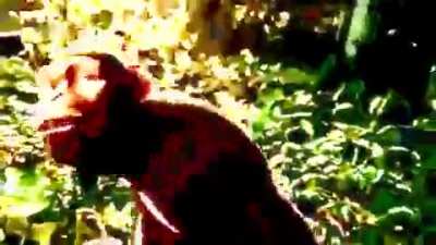 Embrace Monke