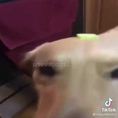 dodo fart