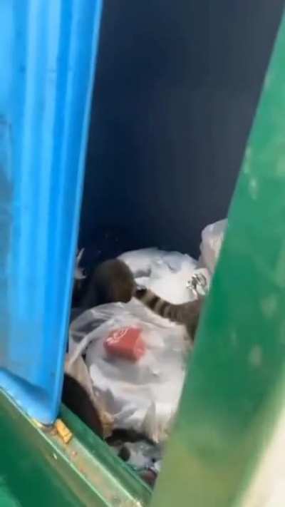 raccoona matata
